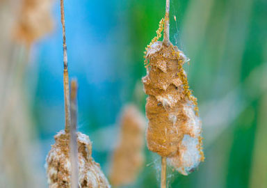 在线手机号轰炸